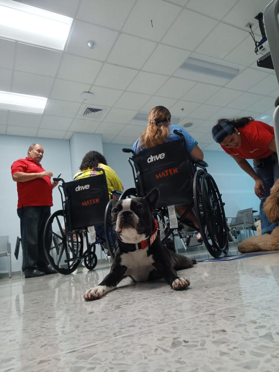 Perro Boston Terrier con pacientes en sillas de ruedas